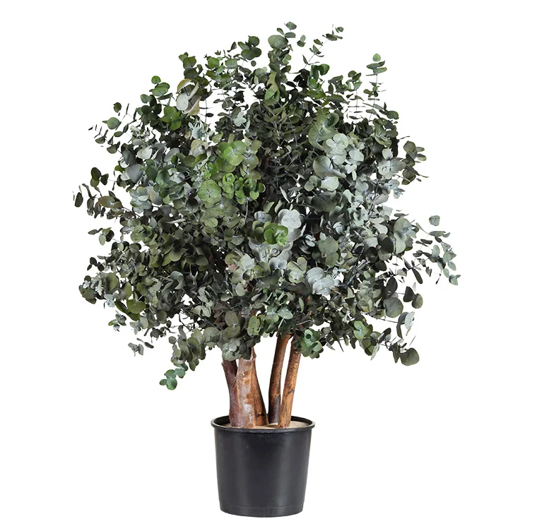 Arbuste Cinerea vert stabilisé, plante naturelle stabilisée sans entretien