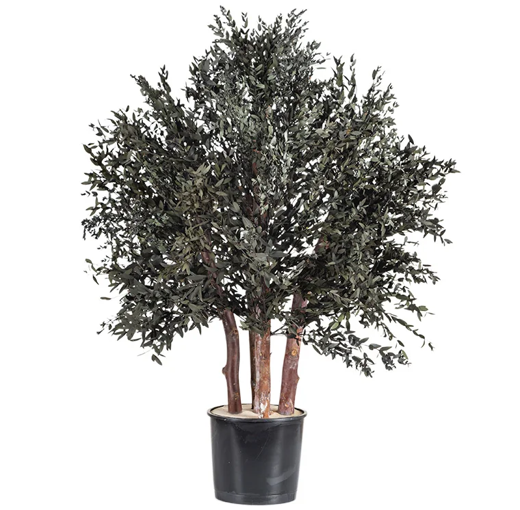 Arbuste Parvifolia stabilisé, plante naturelle stabilisée sans entretien