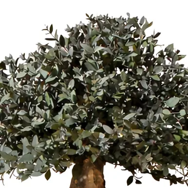 Feuillage de parvifolia stabilisé, de près