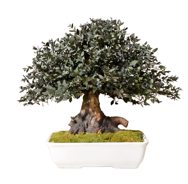 Bonsaï Parvifolia stabilisé, plante naturelle stabilisée sans entretien