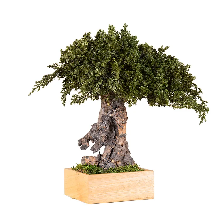 Bonsaï Root stabilisé, plante naturelle stabilisée sans entretien