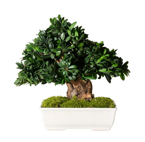 Bonsaï Tobira / Tenuifolium stabilisé, plante naturelle stabilisée