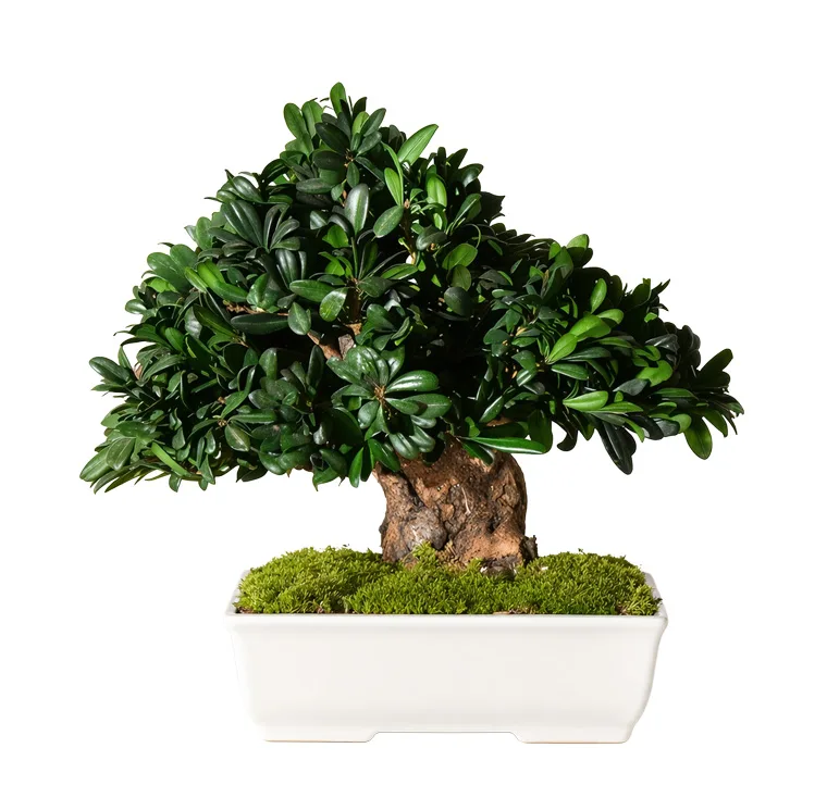 Bonsaï Tobira / Tenuifolium stabilisé, plante naturelle stabilisée sans entretien