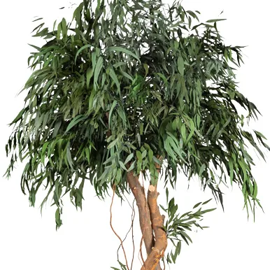 Couronne feuillue stabilisée
