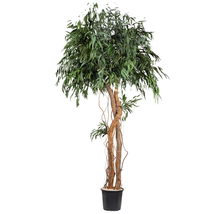 Arbre Crown stabilisé, plante naturelle stabilisée sans entretien