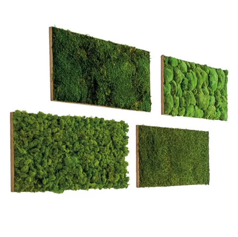 Tuiles végétales murales, plante naturelle stabilisée