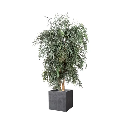 Arbre Nicoly Wide stabilisé, plante naturelle stabilisée