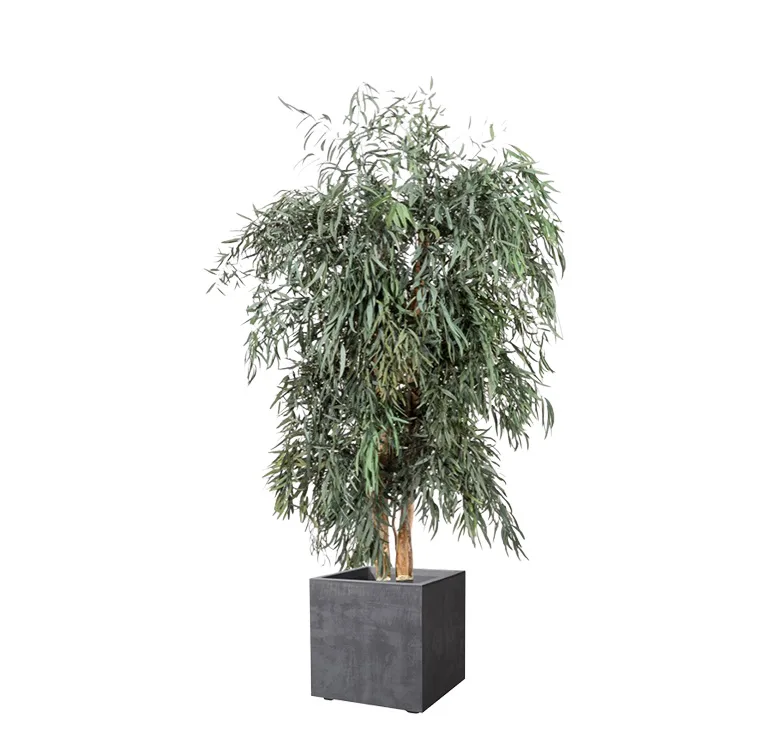 Arbre Nicoly Wide stabilisé, plante naturelle stabilisée sans entretien