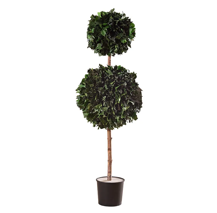 Topiaire Hedera stabilisée, plante naturelle stabilisée sans entretien