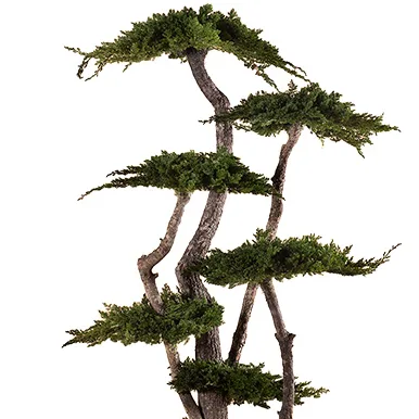 Aiguilles de juniperus stabilisé