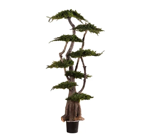 Arbre Jumbo Juniperus stabilisé, plante naturelle stabilisée