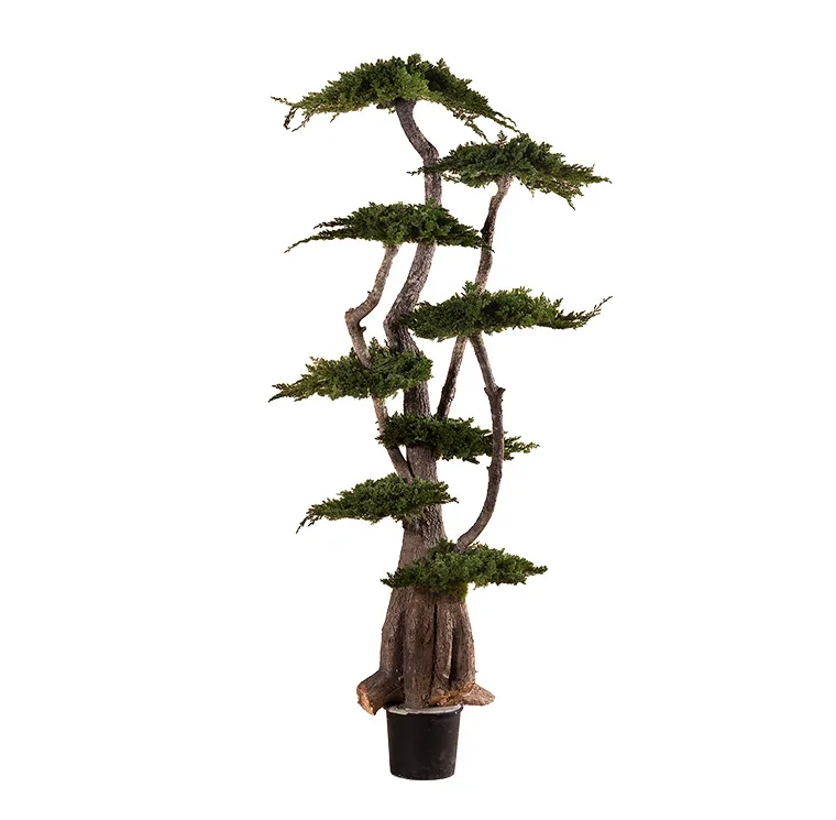 Arbre Jumbo Juniperus stabilisé, plante naturelle stabilisée sans entretien