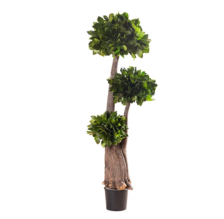 Arbre monumental stabilisé dans un hall