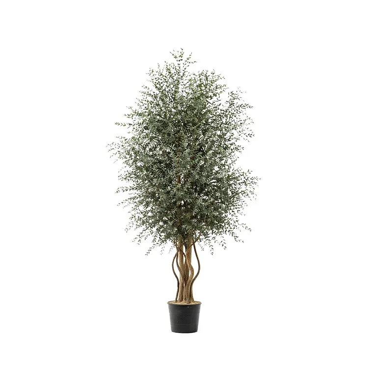 Arbre Parvifolia Wide stabilisé, plante naturelle stabilisée sans entretien