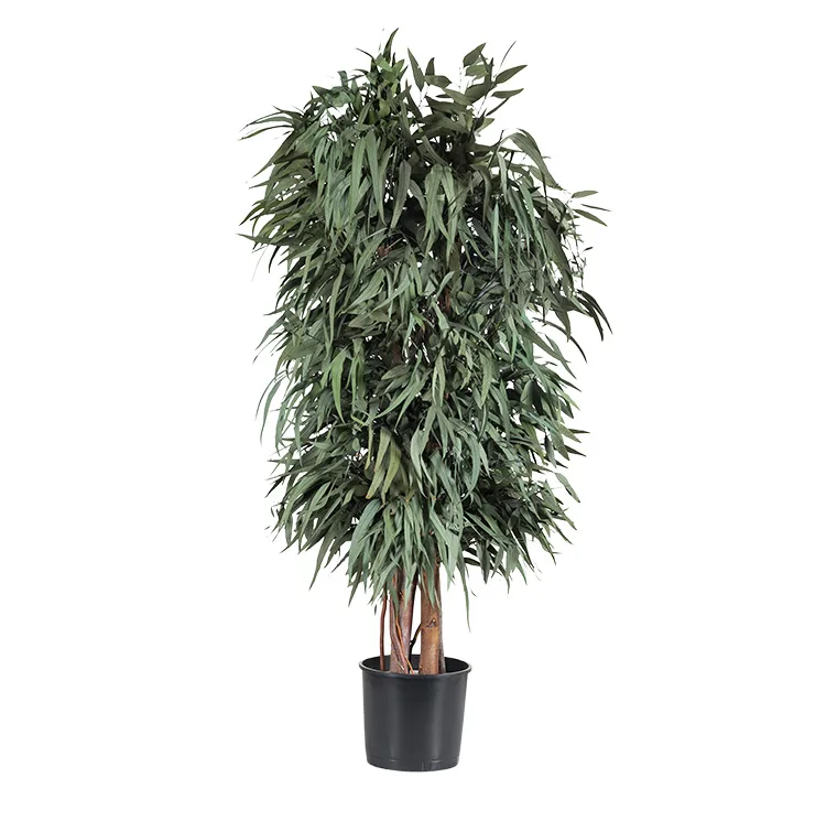 Arbre Pendula Wide stabilisé, plante naturelle stabilisée sans entretien