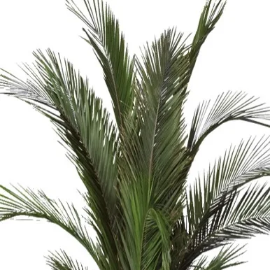 Palmes de phoenix stabilisé