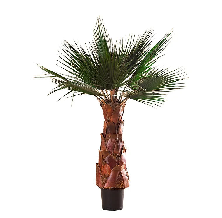 Palmier Washingtonia stabilisé, plante naturelle stabilisée sans entretien