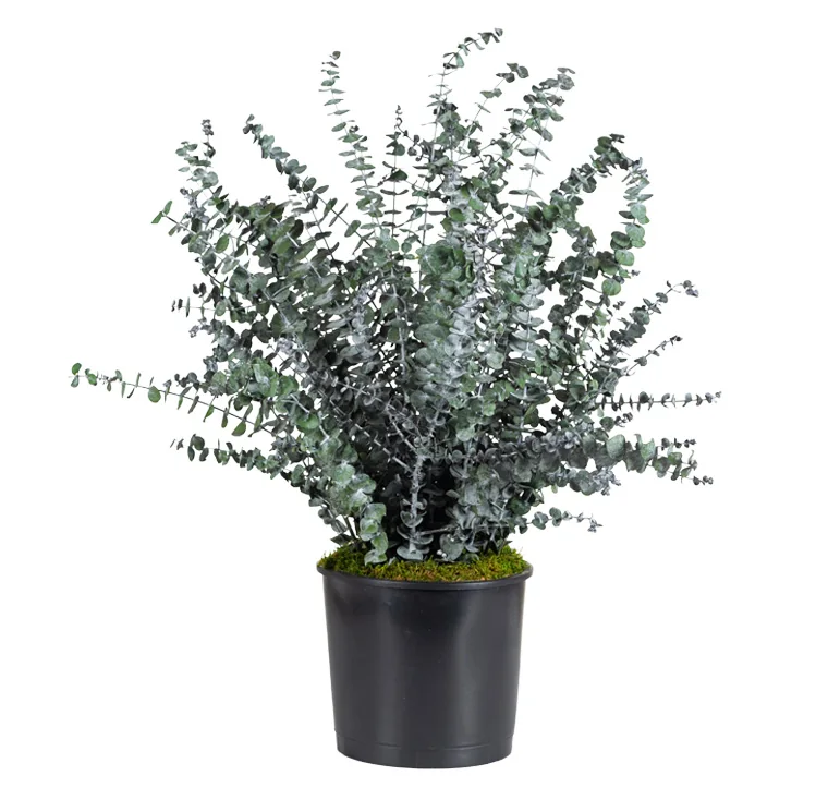 Plante en pot Baby Blue stabilisée, plante naturelle stabilisée sans entretien
