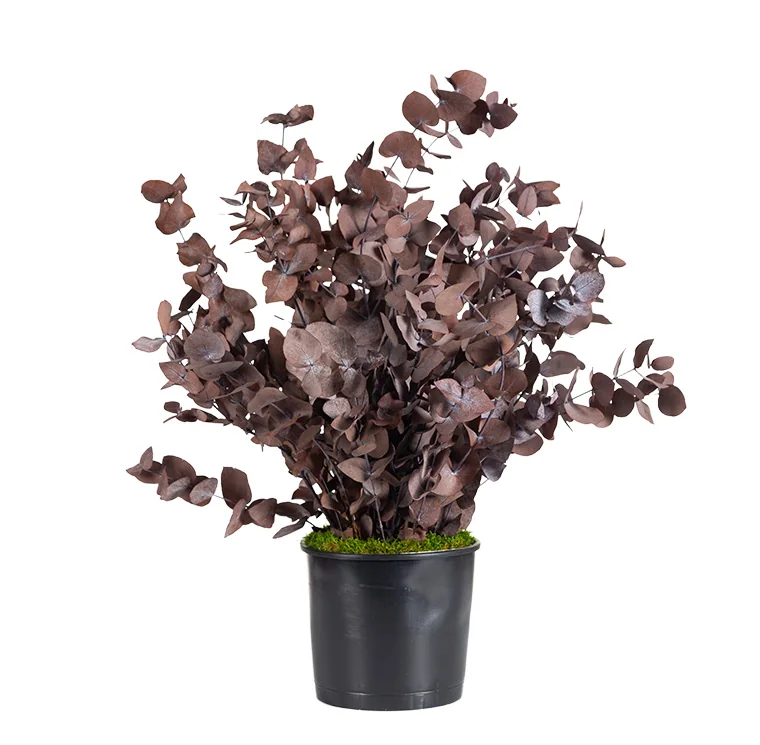 Plante en pot Cinerea moka stabilisée, plante naturelle stabilisée sans entretien