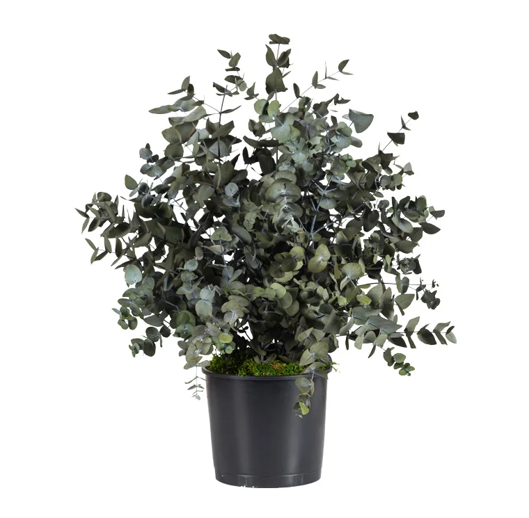 Plante en pot Cinerea vert stabilisée, plante naturelle stabilisée sans entretien