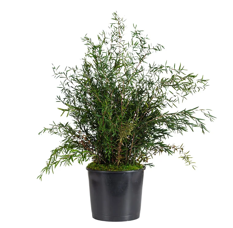 Plante en pot Lepto stabilisée, plante naturelle stabilisée sans entretien