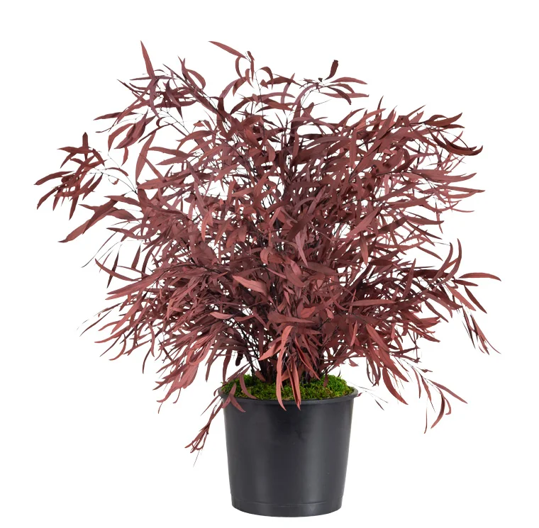 Plante en pot Nicoly rouge stabilisée, plante naturelle stabilisée sans entretien