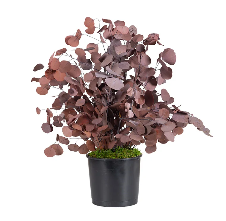 Plante en pot Populus moka stabilisée, plante naturelle stabilisée sans entretien