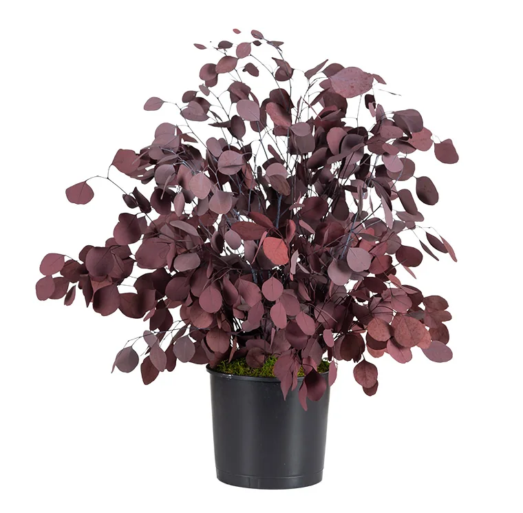 Plante en pot Populus rouge stabilisée, plante naturelle stabilisée sans entretien