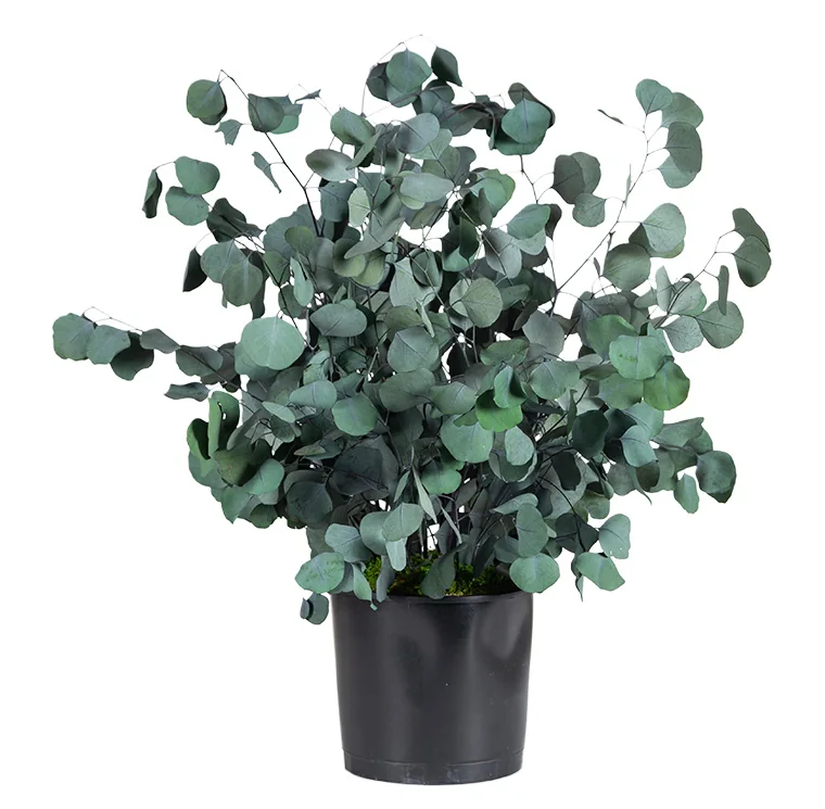 Plante en pot Populus vert stabilisée, plante naturelle stabilisée sans entretien