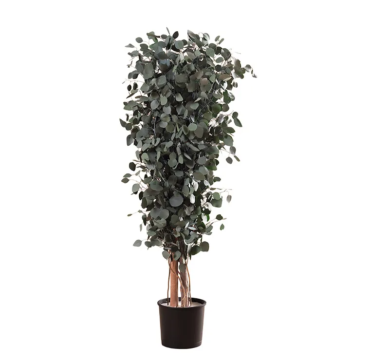 Arbre Populus Slim stabilisé, plante naturelle stabilisée sans entretien