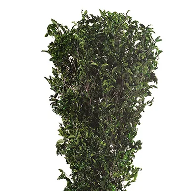 Feuillage fin de tenuifolium