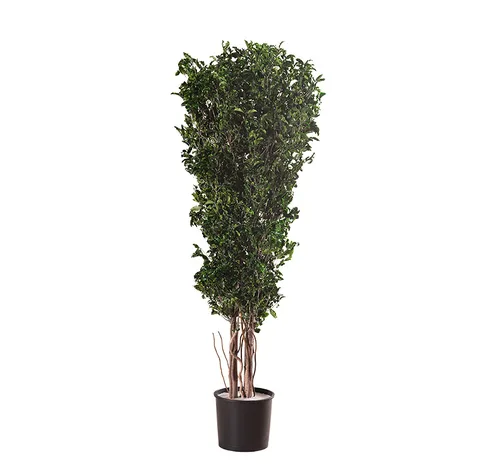 Arbre Tenuifolium Slim stabilisé, plante naturelle stabilisée
