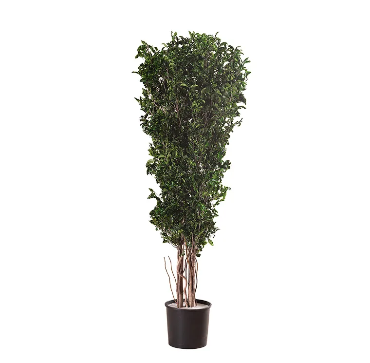 Arbre Tenuifolium Slim stabilisé, plante naturelle stabilisée sans entretien
