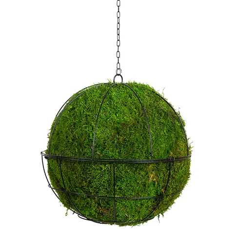 Sphères végétales suspendues, plante naturelle stabilisée
