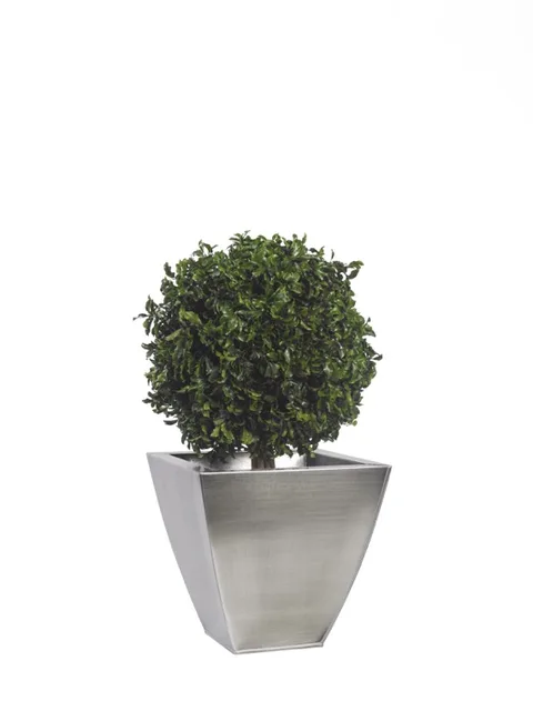 Topiaire Thuja stabilisée, plante naturelle stabilisée