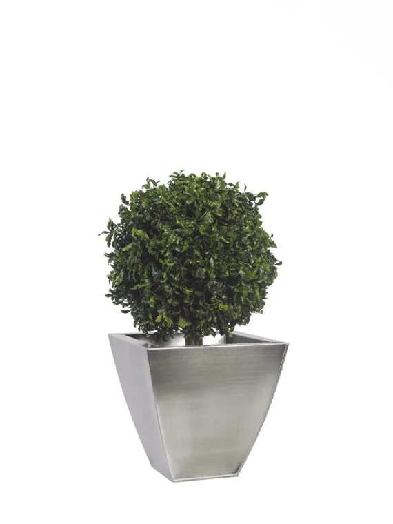 Topiaire Thuja stabilisée, plante naturelle stabilisée sans entretien