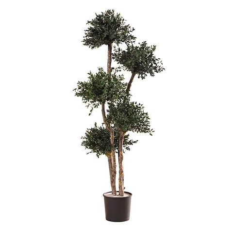 Topiaire Parvifolia / Tenuifolium stabilisée, plante naturelle stabilisée