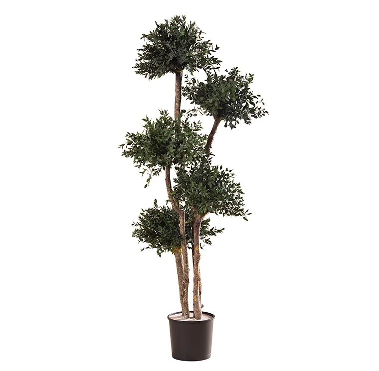 Topiaire Parvifolia / Tenuifolium stabilisée, plante naturelle stabilisée sans entretien