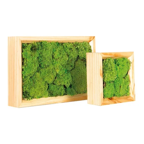 Totems & cadres végétaux, plante naturelle stabilisée